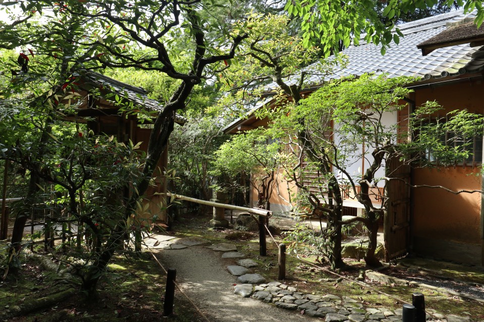伐採・伐根・移植作業
